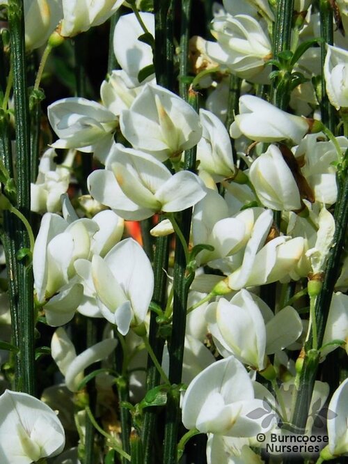 CYTISUS x praecox 'Albus' 