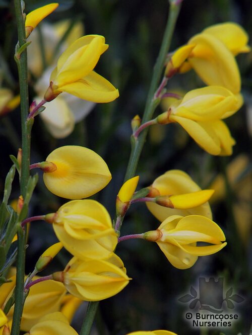 CYTISUS x praecox 'Allgold' 