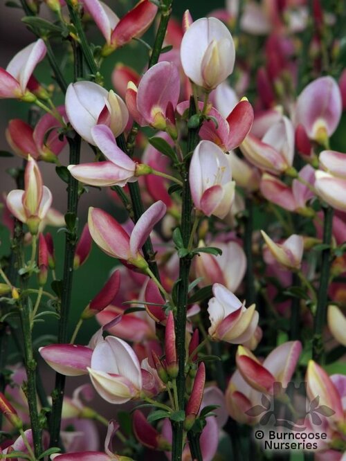 CYTISUS x praecox 'Hollandia' 