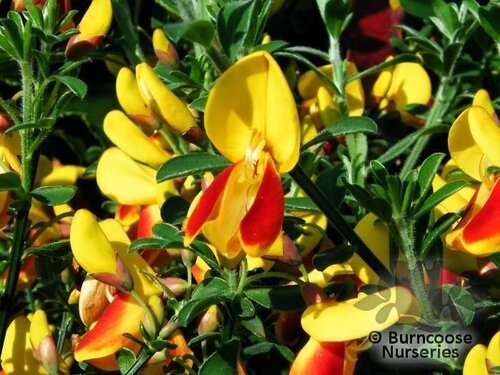 CYTISUS scoparius 'Firefly' 