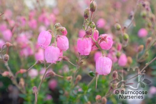 HEATHERS Daboecia cantabrica 'Rosella' 