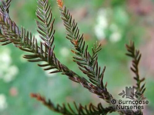 DACRYCARPUS dacrydioides  
