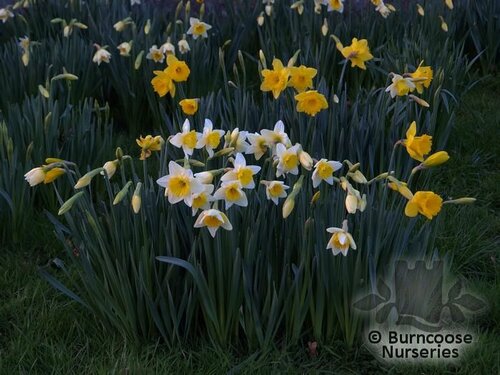 DAFFODILS   