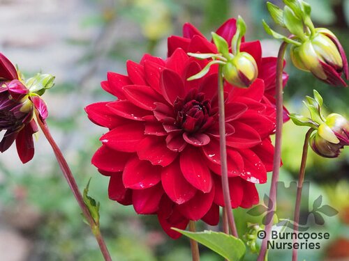 DAHLIA   