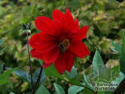 DAHLIA 'Bishop of Llandaff  