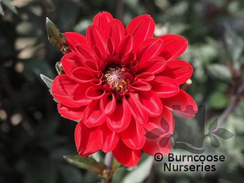 DAHLIA 'Bishop of Llandaff  