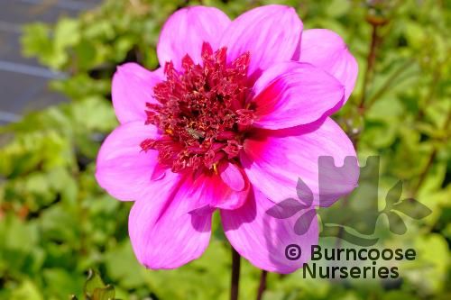 DAHLIA 'Blue Bayou'  