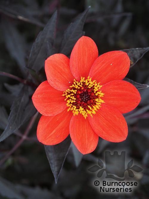 DAHLIA 'Dahlegria Orange'  
