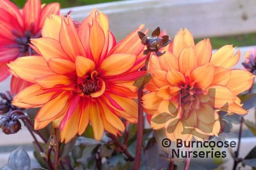 DAHLIA 'Grande Chocolate Amber'  