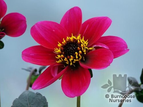 DAHLIA 'Roxy'  