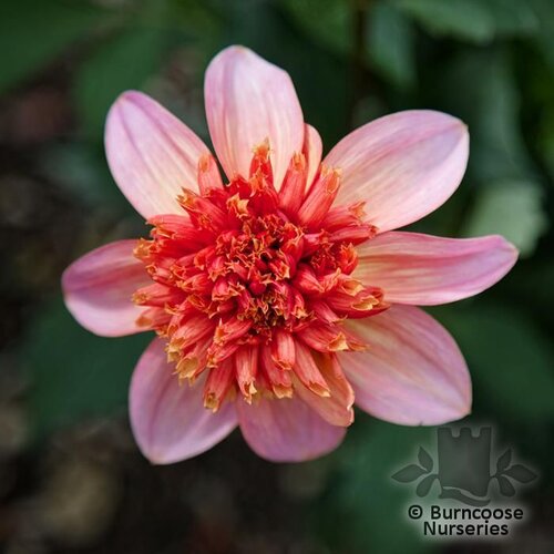 DAHLIA 'Totally Tangerine'  