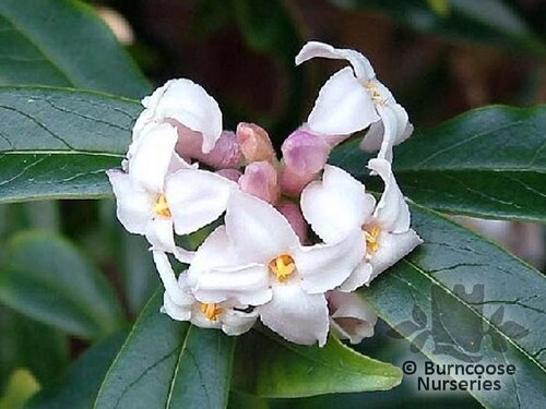 DAPHNE bholua 'Darjeeling' 