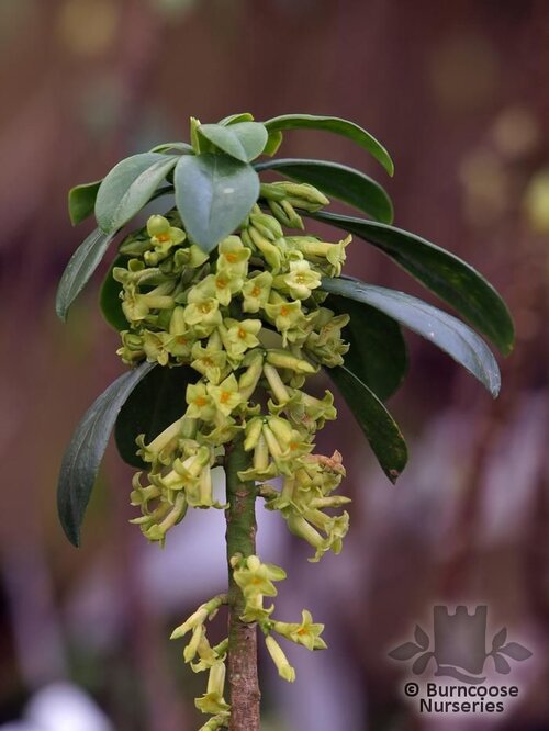 DAPHNE laureola subsp. philippi 