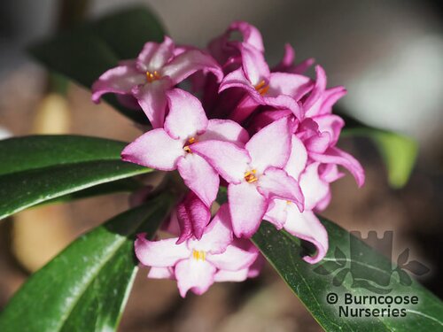 DAPHNE bholua 'Mary Rose' 