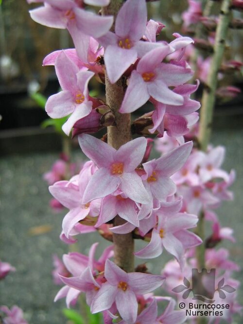 DAPHNE mezereum 'Rubra' 