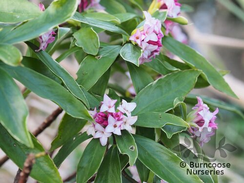 DAPHNE odora 'Aureomarginata' 