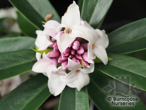 DAPHNE 'Perfume Princess'  