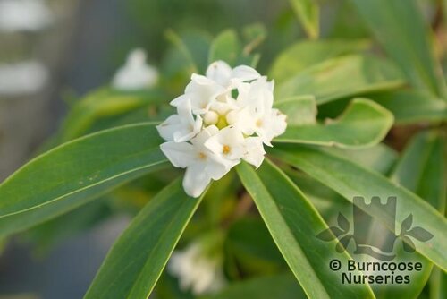 DAPHNE 'Perfume Princess White'  