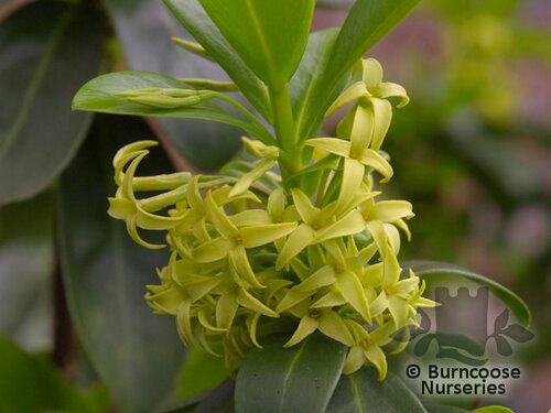 DAPHNE pontica  