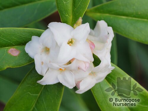DAPHNE bholua 'Spring Herald' 