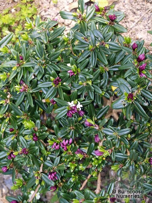 DAPHNE tangutica  