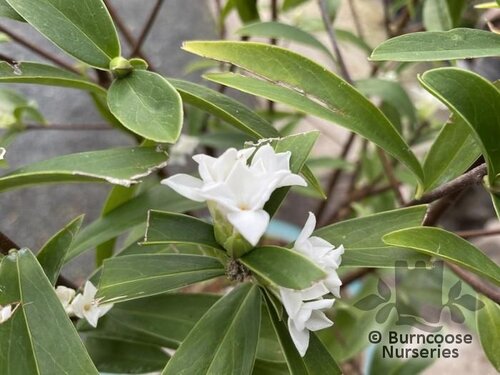 DAPHNE 'White Queen'  