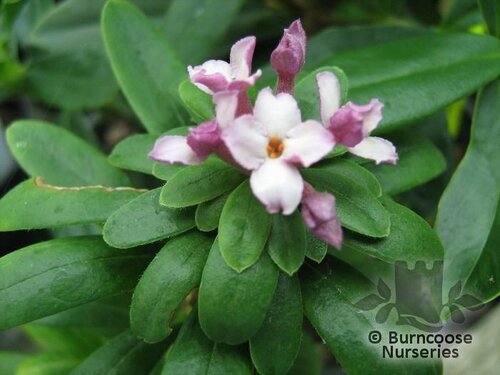 DAPHNE   