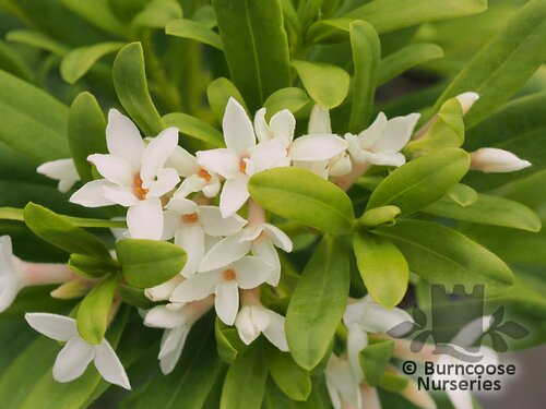DAPHNE x transatlantica 'Eternal Fragrance' 
