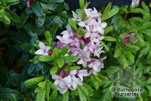 DAPHNE x transatlantica 'Pink Fragrance' 