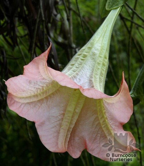 BRUGMANSIA pink  