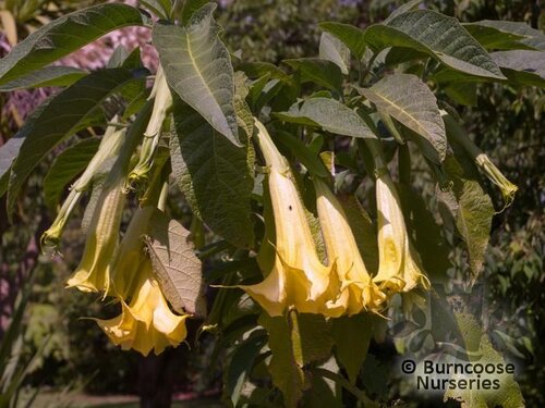BRUGMANSIA suaveolens 'Yellow Trumpet' 