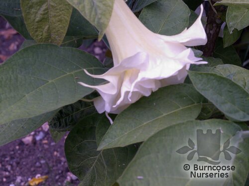 BRUGMANSIA white  