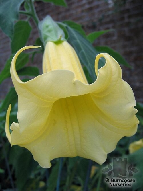BRUGMANSIA suaveolens  