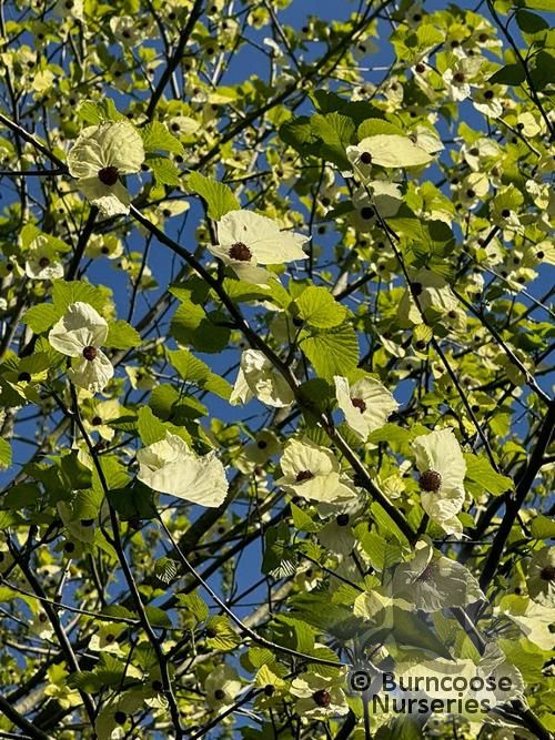 DAVIDIA involucrata  