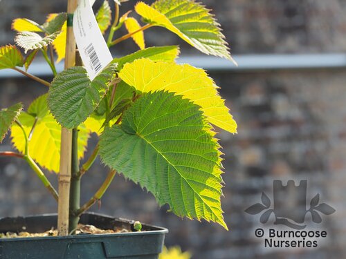 DAVIDIA involucrata 'Sonoma' 