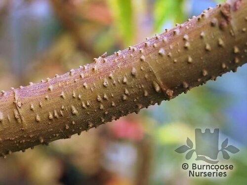 DEBREGEASIA edulis 'Elite' 