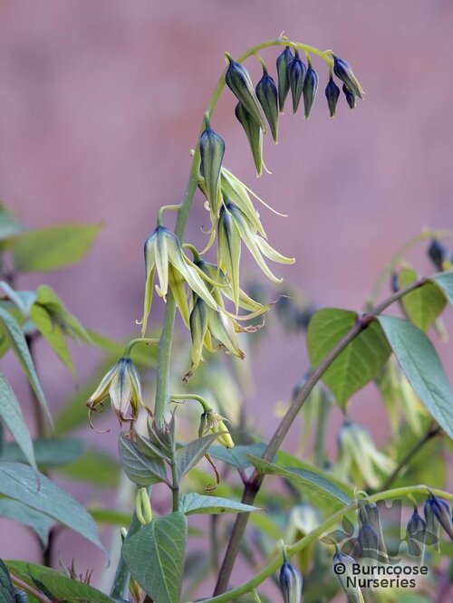 DECAISNEA fargesii  