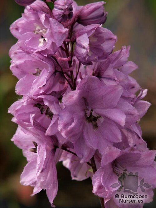 DELPHINIUM 'Astolat'  