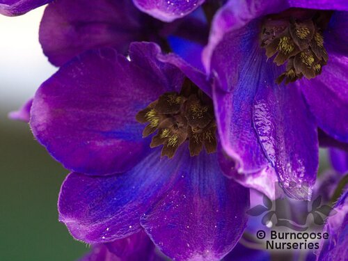 DELPHINIUM 'Black Knight'  