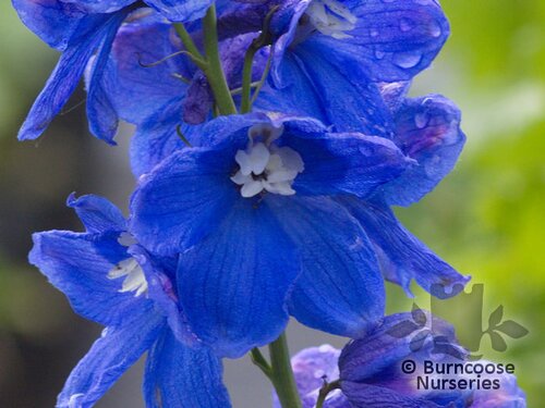 DELPHINIUM 'Blue Bird'  