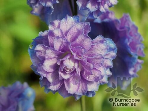 DELPHINIUM 'Bolero'  