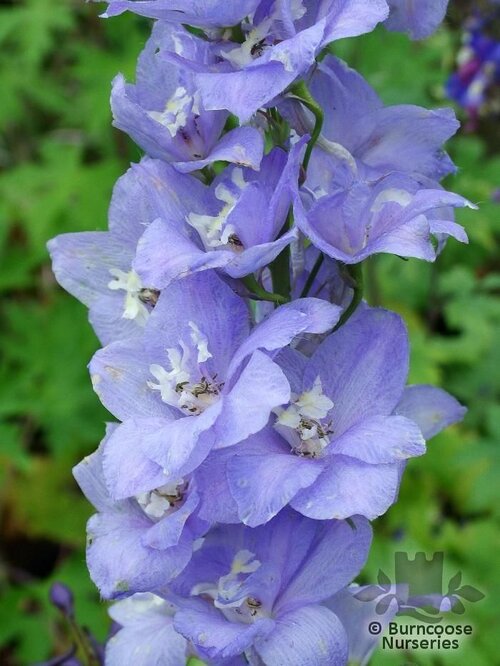 DELPHINIUM 'Cameliard'  