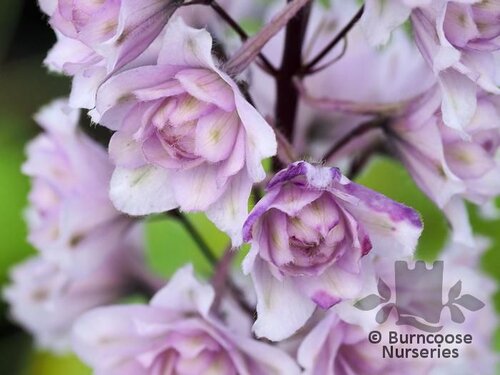 DELPHINIUM 'Cha Cha'  