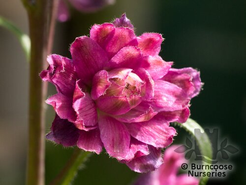 DELPHINIUM 'Flamenco'  