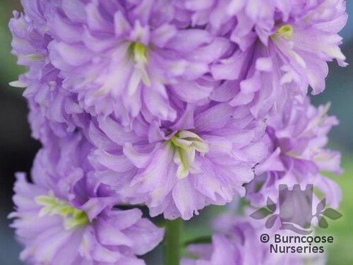 DELPHINIUM 'Moonlight'  