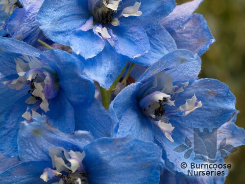 DELPHINIUM 'Summer Skies'  