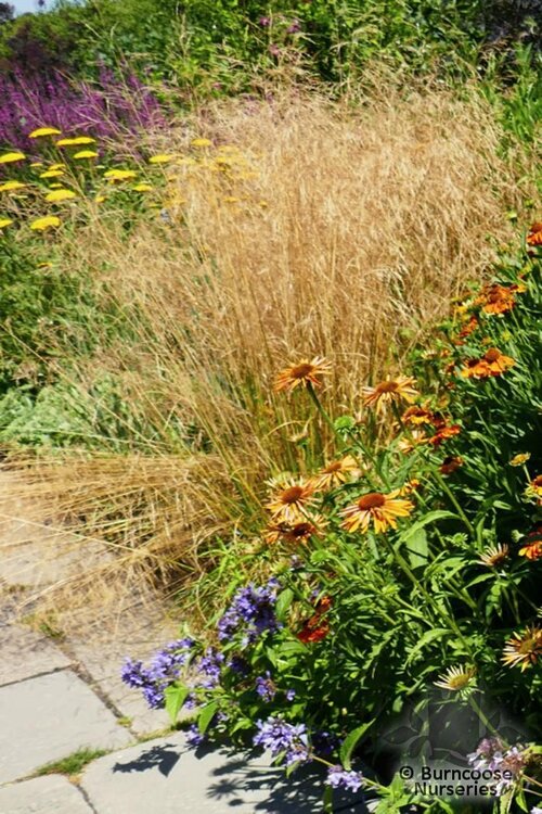 DESCHAMPSIA   
