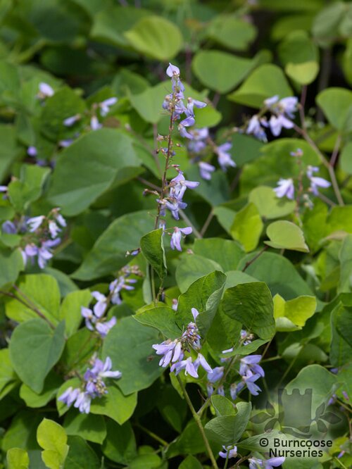 DESMODIUM   