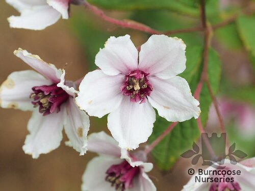 DEUTZIA calycosa 'Dali' 