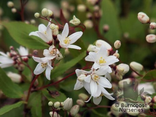 DEUTZIA crenata var. 'Nikko' 